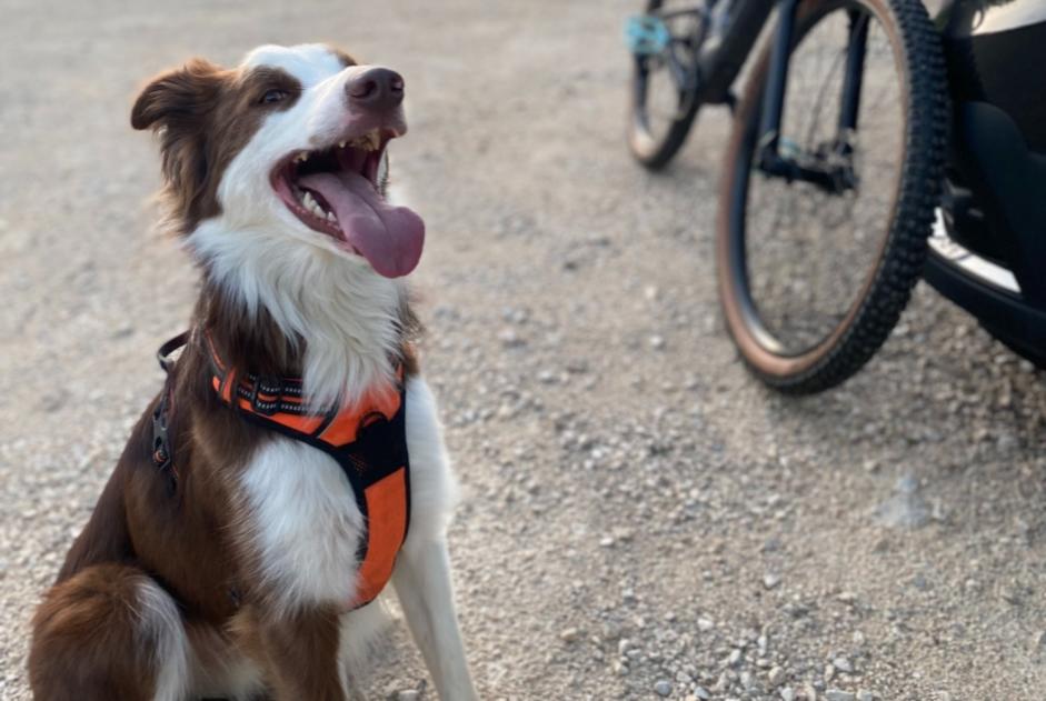 Alerte Disparition Chien  Mâle , 5 ans Bouze-lès-Beaune France